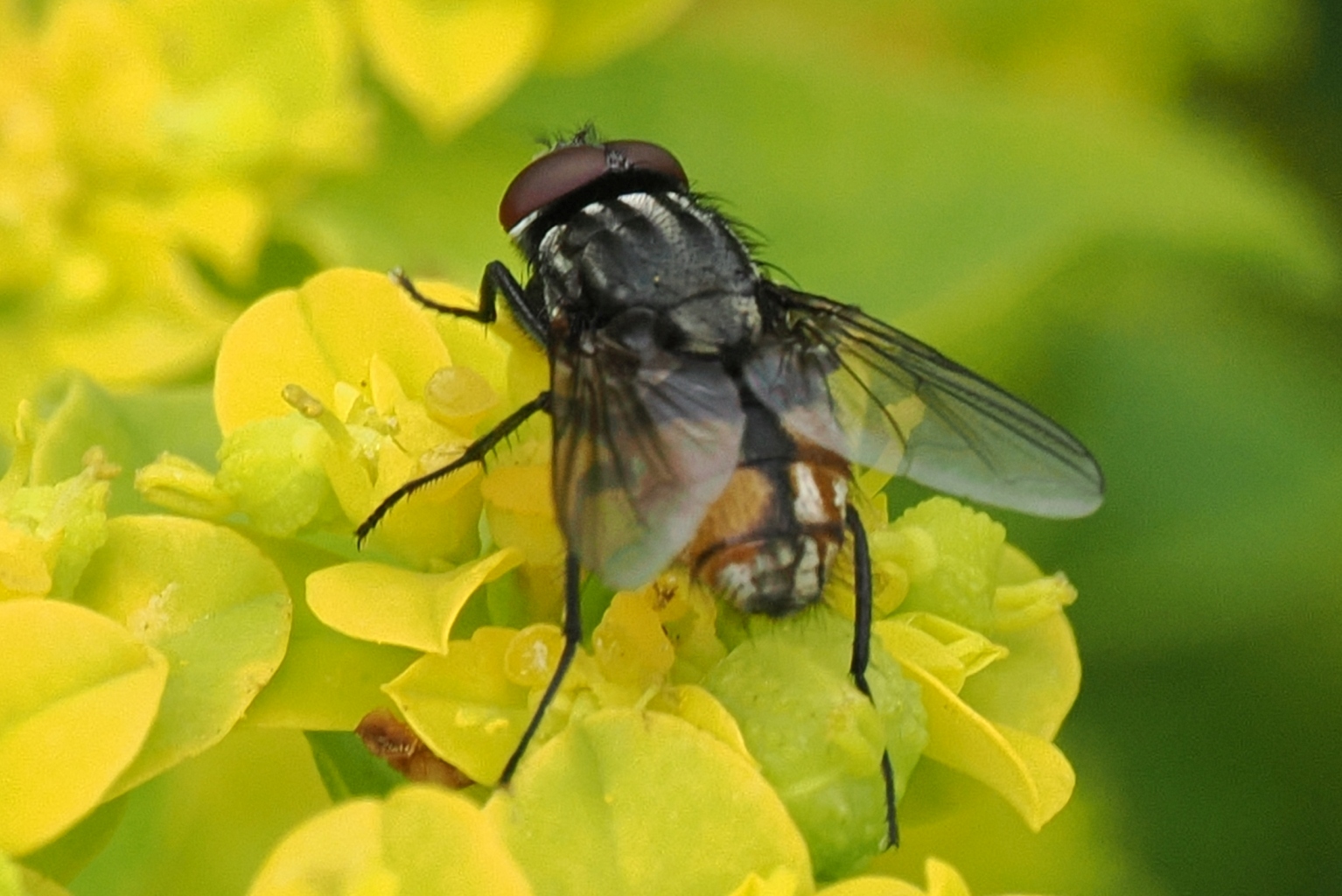 Musca-autumnalis